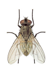 Housefly3's profile picture. Hated, misunderstood, loves snogging, garbage and making more flies.