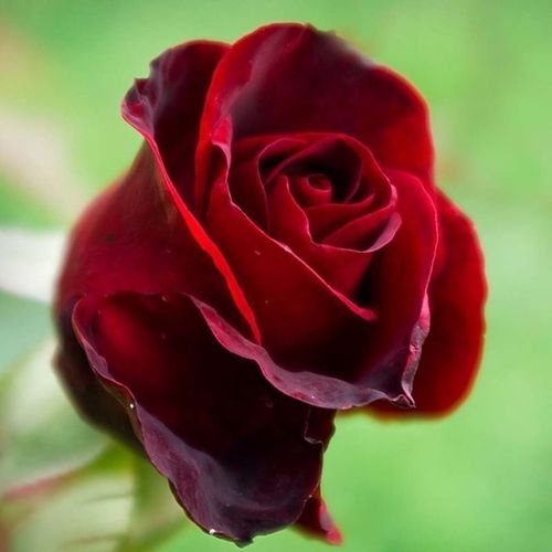 GrbtRoooh's profile picture. 