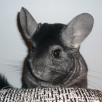 jk_chinchilla's profile picture. life as a freelance designer with four chinchillas - Fipsy, Schmoopy, Roo and Chili AND a new baby.