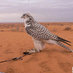 د.تركي فارس الاحبابي (@mrdr2012) Twitter profile photo د.تركي فارس الاحبابي (@mrdr2012) Twitter profile photo