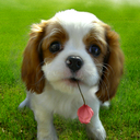 Tara Lopes - @TaraLops999 - Twitter