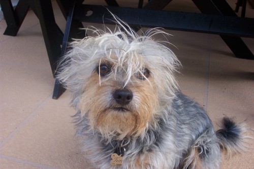 Retired Aussie Celebrity Dog – Devilishly handsome softie with attitude.