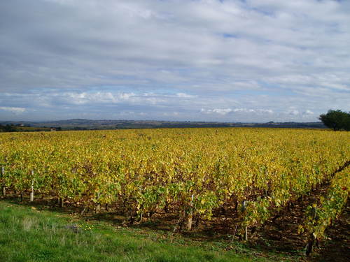 danslesvignes's profile picture. Born and bred in French vineyards, missing them in Manchester but happily selling and enjoying #wines #vins from all over the world. Time is ... life so enjoy!