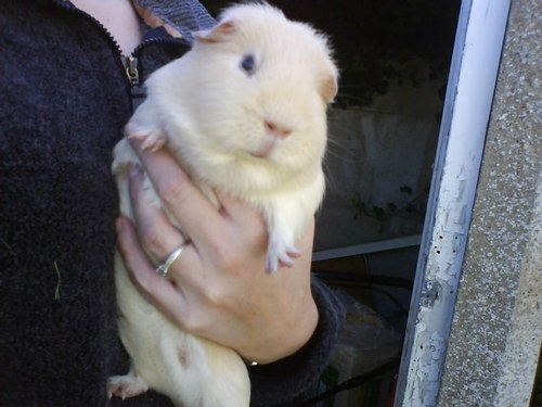 Cirencester Helen and Douglas charity shop manager.  Guinea Pig fanatic- Hedgehog Rehabilitator.