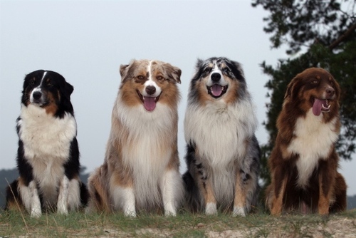 Learn How To Train And Properly Care For Your Australian Shepherd