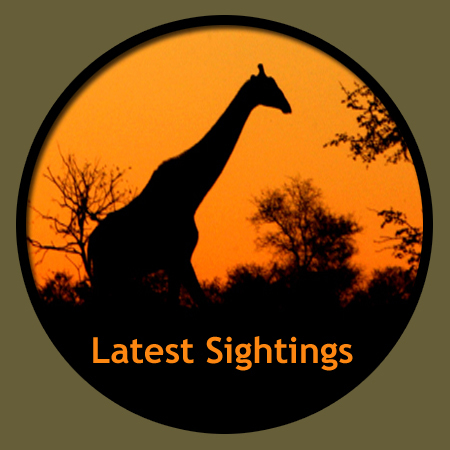Latest Sightings Profile