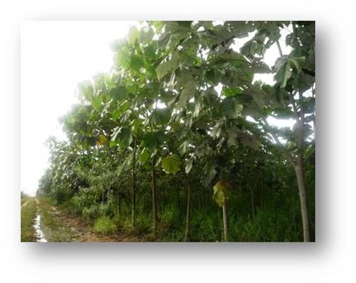 Das tropische Mittel- und Südamerika (Amazonas) ist die Heimat vom Balsaholz. Plantagenanbau mit ökonomische, ökolische und soziale Nachhaltigkeit.