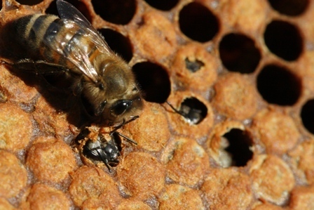Interessengemeinschaft zum Erhalt der Dunklen Biene in Deutschland