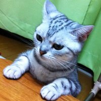 TAByasu (@tabyasu) 's Twitter Profile