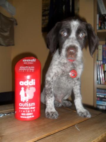 autismpupwatson's profile picture. I am part of the autism assistance dogs ireland's family and in training to become a Forever Friend to a child with autism