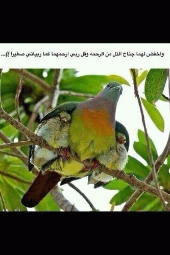 AL Harbi