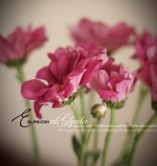 noriaz1's profile picture. 