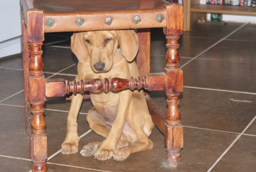 OliveMillSpain's profile picture. Alan Parks and Lorna Penfold live in the frying pan of Spain, Cordoba and are pioneers in the alpaca industry here. Please check out Lorna's blog!!