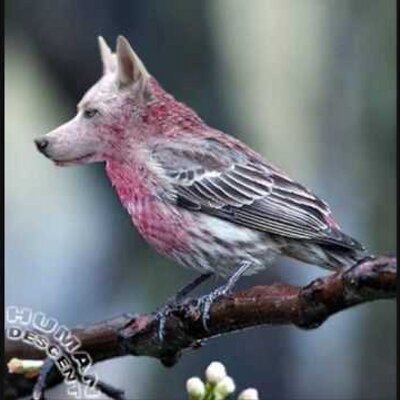 rare dieren on twitter: "follow @ultimeswag_ voor een coole tl"
