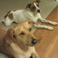Mitzi Wilson (@wilsonmitzi) 's Twitter Profile
