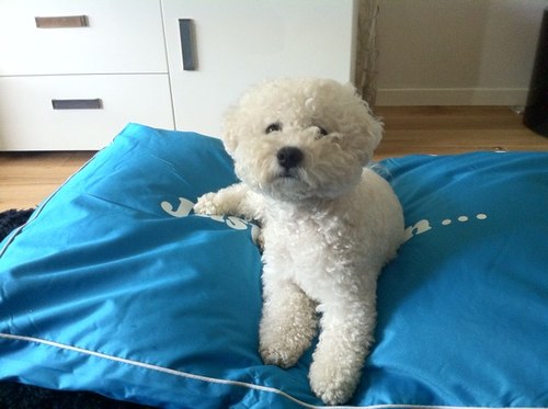 I am a eight year old Bichon Frise, I love going for long walks, meeting my buddies in the park and eating lush food that my mum cooks for me