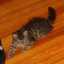 Christopher Weed - @AlligatorTower - Twitter