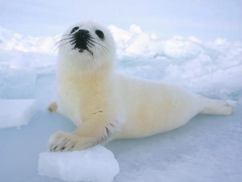 animal rights activist - meditate for love, light and peace