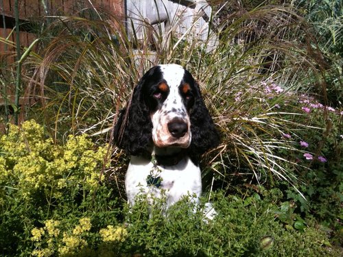 I like sausages, walks and Aberdeen Angus burgers. On here so I can follow celebs and stuff