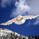 Rob Reis - @rjrweb - Twitter