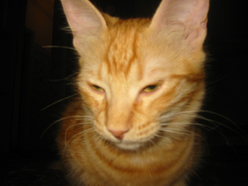 hazellaila's profile picture. 