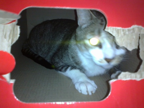 Sou um gato extremamente temperamental, amo minha família e meu lar. Tenho 4 irmãos e morro de ciúmes deles, se ñ me dão bola faço xixi no canto da sala!