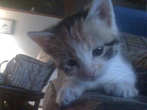 SandyPhillipss's profile picture. Christian, conservative wife, mom, teacher. Huge Kansas Jayhawk fan! Rock Chalk