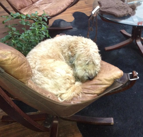 I'm Chief. I'm a dog and I hang out in the 2 dANSK stores in Melbourne. Woof.
