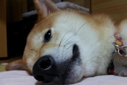 noahsarkutumi's profile picture. 中間管理職で毎日がきついワン仲良くしてワン。