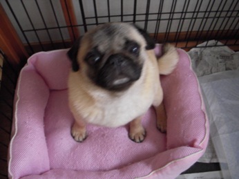 pug_destinee's profile picture. 【Destinee】パグ、フレンチブルドッグ専門ブリーダーです。良質の子犬情報、ブログを掲載しています。