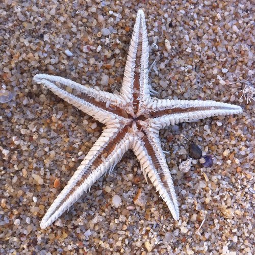 Tocksie's profile picture. HR Consultant and Coach