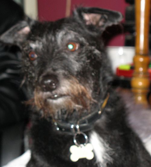 samtheonlydog's profile picture. I am the dog, handsome with it, I look after my owner who spoils me and I love it