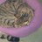 kiediskitten's profile image