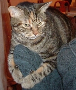 CatsDigest's profile picture. Lifetime cat servant who loves everything about the mysterious, friendly, beautiful cat.