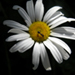 no_phun's profile picture.
