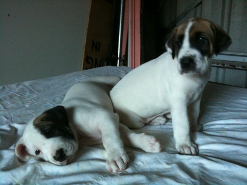 P2WinDT's profile picture. Coach of Power2win in DT comps