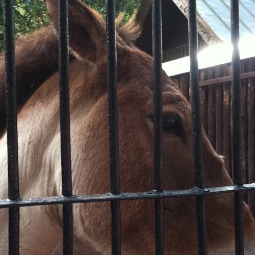 judyBGrove's profile picture. ..Retired Montessori teacher, puppet maker, crazy about wildlife , broken hearted about climate.....Only one creature destroys the forest..