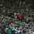 celticfcbhoy7's profile image