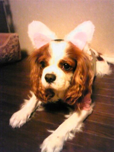 3939miso3939's profile picture. 好き→#キャバリア、#動物、#温泉、#カフェ、#ドライブ、#旅行。 犬も飼い主もみーくんです。犬のみーくんは2015年4月29日、お星様になりました。 今は2018年1月7日生まれのキャバリア、コゲ♀がいます。 2020年、#コーヒー にはまり出したところです。2025年、焙煎に挑戦中。