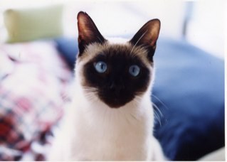 anri4656's profile picture. 