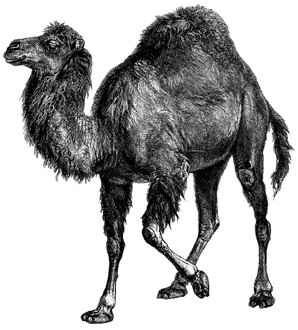 It's all about the Perl