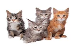 kissekattwshop's profile picture. KisseKatt Kattbutik Online. Moderna & roliga kattsaker. Frakt 0-49 kr.
#kattshop #kattbutik #kattsaker #katt #husdjur #katter