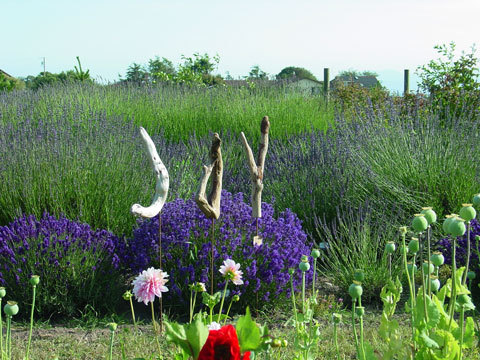 We are here for you by making and selling lavender products, and celebrating 21 years of having grown lavender.