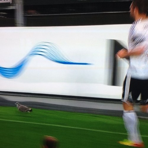 Lerkendalmaaken's profile picture. Liten grå måke. Liker fotball. Trives på Lerkendal. Ble kjendis 8/7-2012