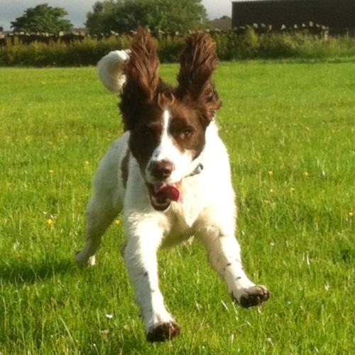 Half springer, half fish. Obsessive, stupid, disobedient, smelly breathed food thief. Loveable and cute.