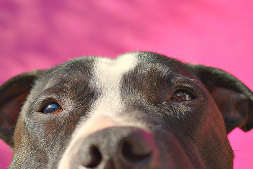 Love animals, adore my staffie boy, like a glass of wine or two...!