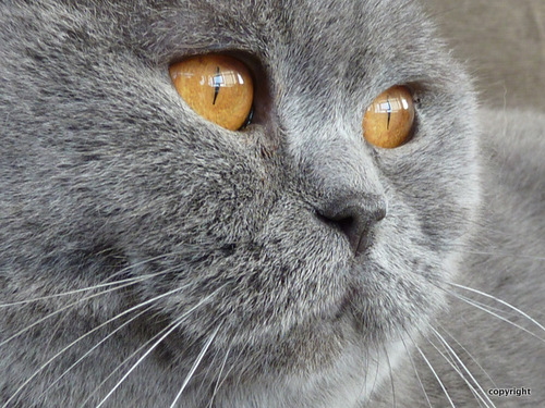 Chat qui suit tout le monde gentille et affectueuse, je ferais tout pour une croquette. I m just a friendly cat who are looking for other cats :)