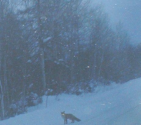 Ghibellines's profile picture. 