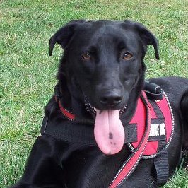 Meet Clyde my Service dog. We will be posting the places we go, the things we learn and the people we meet.