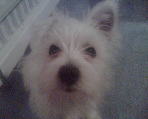 Alfie is a Westie cross with a wide circle of doggie friends.He can play football better than Beckham but cheats at frizbee